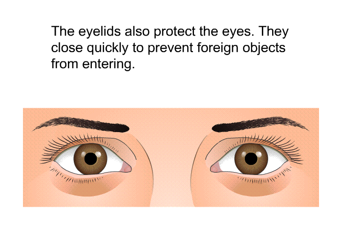 The eyelids also protect the eyes. They close quickly to prevent foreign objects from entering.