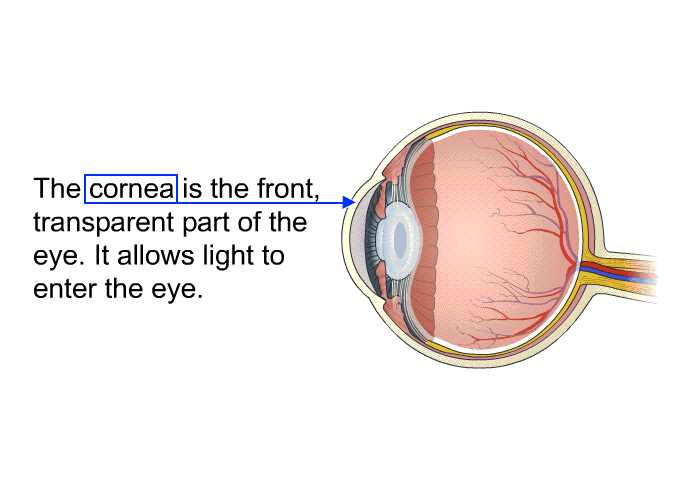 The cornea is the front, transparent part of the eye. It allows light to enter the eye.