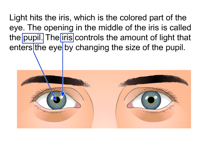 Light hits the iris, which is the colored part of the eye. The opening in the middle of the iris is called the pupil. The iris controls the amount of light that enters the eye by changing the size of the pupil.