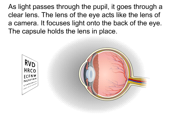 As light passes through the pupil, it goes through a clear lens. The lens of the eye acts like the lens of a camera. It focuses light onto the back of the eye. The capsule holds the lens in place.
