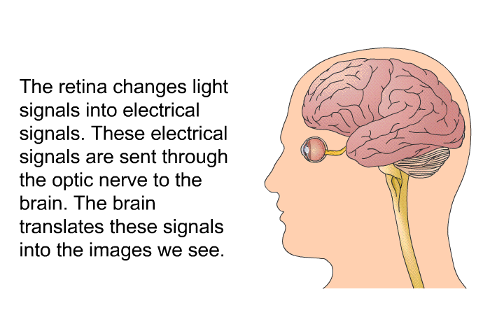 The retina changes light signals into electrical signals. These electrical signals are sent through the optic nerve to the brain. The brain translates these signals into the images we see.