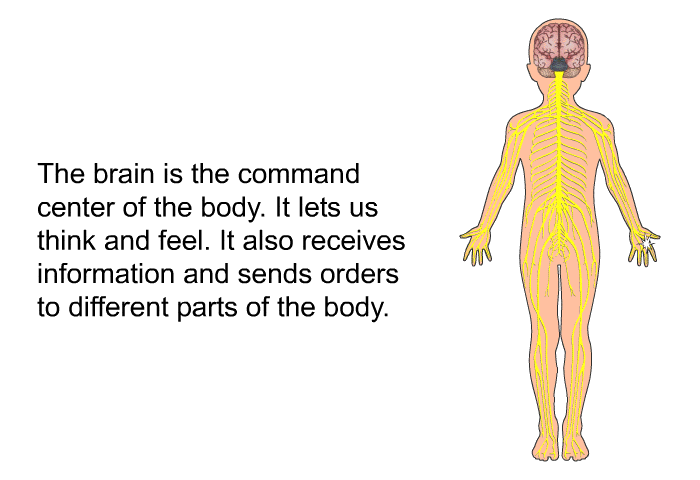 The brain is the command center of the body. It lets us think and feel. It also receives information and sends orders to different parts of the body.