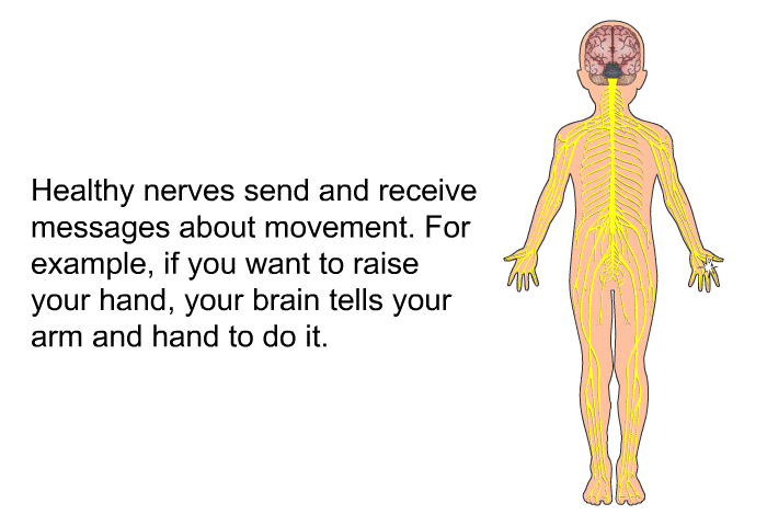 Healthy nerves send and receive messages about movement. For example, if you want to raise your hand, your brain tells your arm and hand to do it.