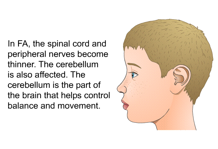 In FA, the spinal cord and peripheral nerves become thinner. The cerebellum is also affected. The cerebellum is the part of the brain that helps control balance and movement.