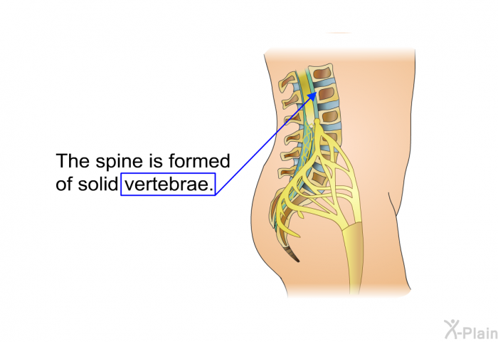 The spine is formed of solid vertebrae.