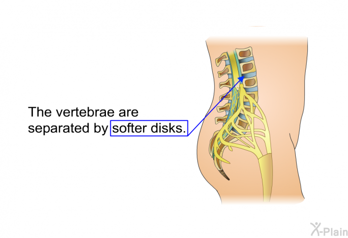 The vertebrae are separated by softer disks.