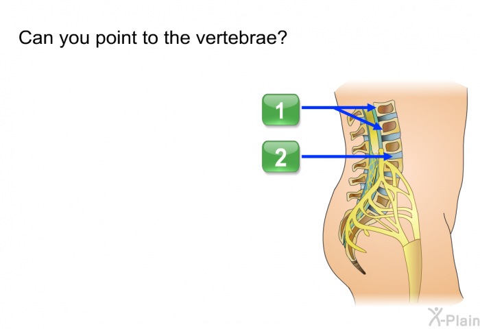 Can you point to the vertebrae? (1/2)