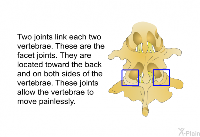 Two joints link each two vertebrae. These are the facet joints. They are located toward the back and on both sides of the vertebrae. These joints allow the vertebrae to move painlessly.