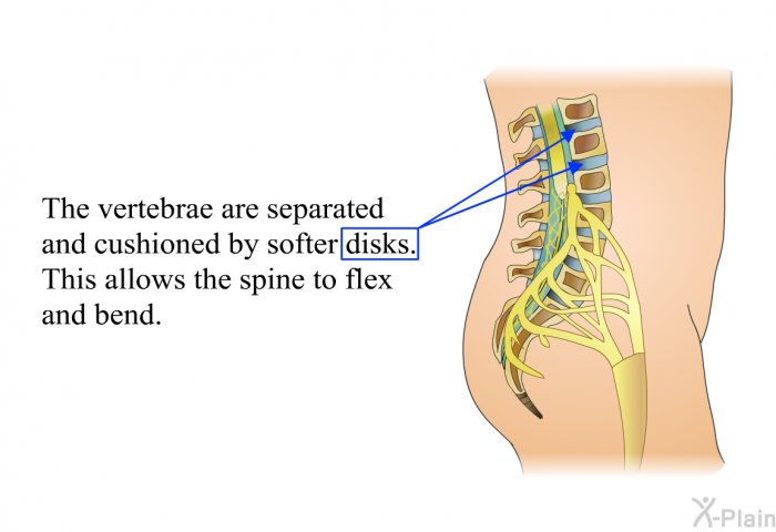 The vertebrae are separated and cushioned by softer disks. This allows the spine to flex and bend.