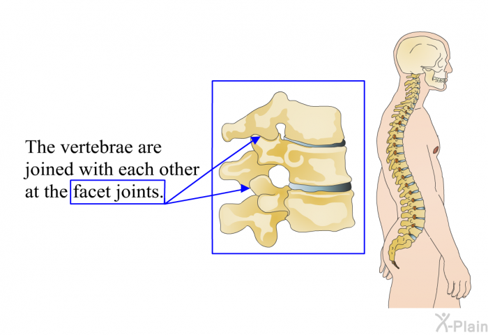 The vertebrae are joined with each other at the facet joints.
