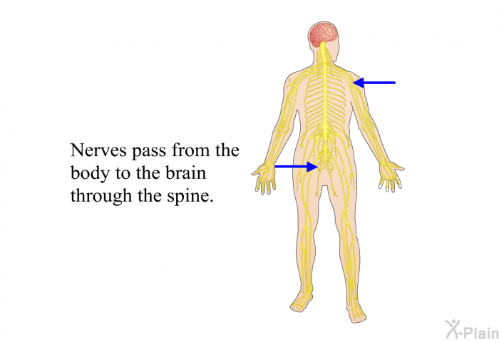 Nerves pass from the body to the brain through the spine