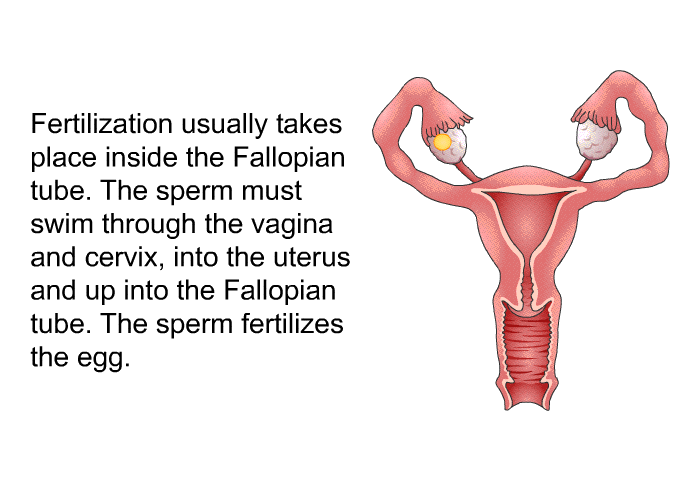 Fertilization usually takes place inside the Fallopian tube. The sperm must swim through the vagina and cervix, into the uterus and up into the Fallopian tube. The sperm fertilizes the egg.