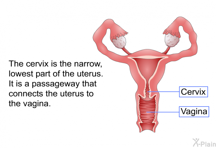 The cervix is the narrow, lowest part of the uterus. It is a passageway that connects the uterus to the vagina.