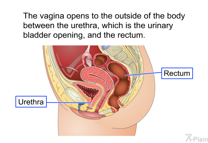 The vagina opens to the outside of the body between the urethra, which is the urinary bladder opening, and the rectum.