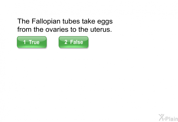 The Fallopian tubes take eggs from the ovaries to the uterus.