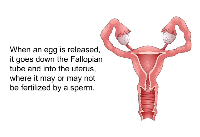 When an egg is released, it goes down the Fallopian tube and into the uterus, where it may or may not be fertilized by a sperm.