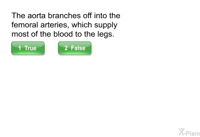 The aorta branches off into the femoral arteries, which supply most of the blood to the legs.