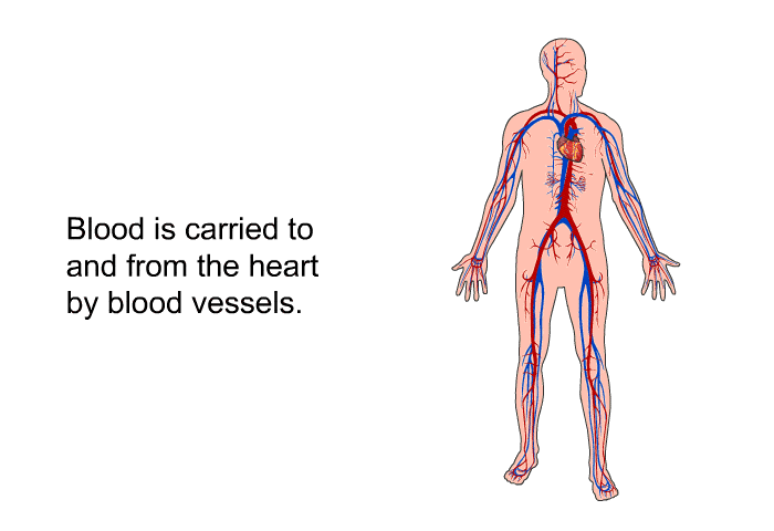 Blood is carried to and from the heart by blood vessels.