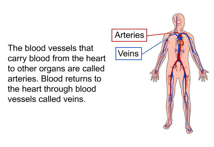 The blood vessels that carry blood from the heart to other organs are called arteries. Blood returns to the heart through blood vessels called veins.