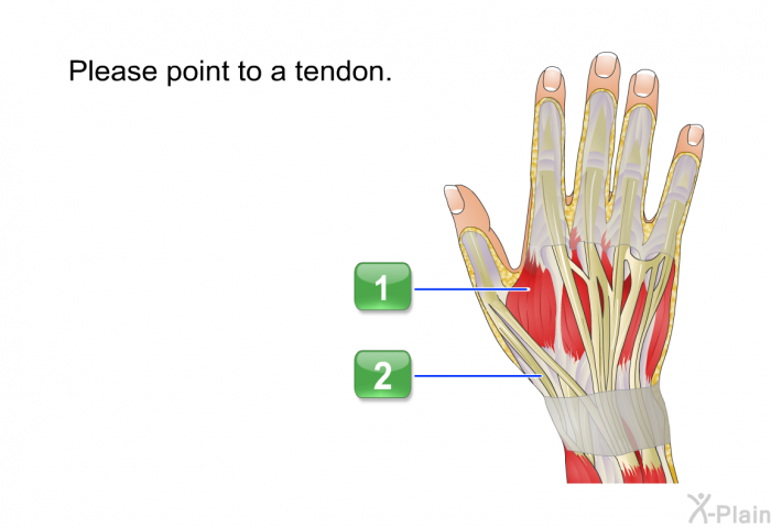 Please point to a tendon.