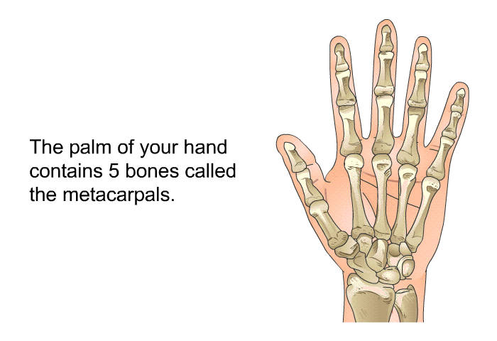 The palm of your hand contains 5 bones called the metacarpals.