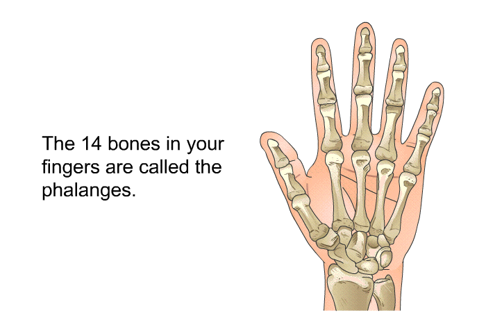 The 14 bones in your fingers are called the phalanges.