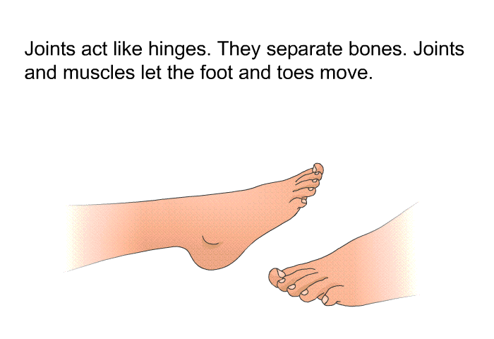 Joints act like hinges. They separate bones. Joints and muscles let the foot and toes move.