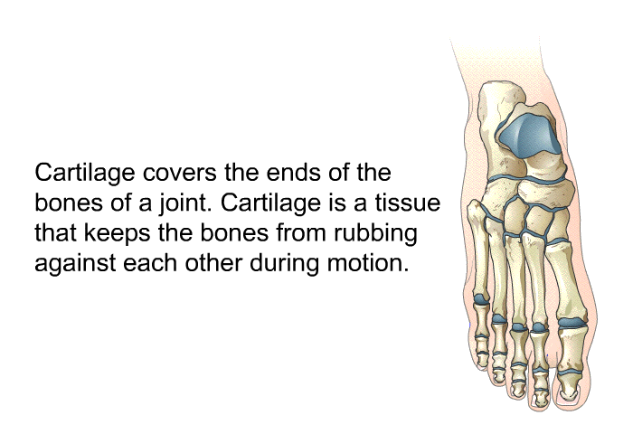 Cartilage covers the ends of the bones of a joint. Cartilage is a tissue that keeps the bones from rubbing against each other during motion.