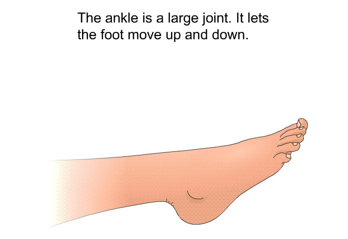 The ankle is a large joint. It lets the foot move up and down.