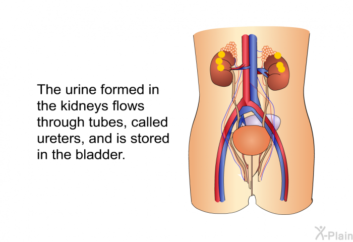 The urine formed in the kidneys flows through tubes, called ureters, and is stored in the bladder.