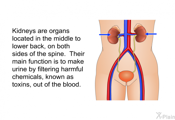 Kidneys are organs located in the middle to lower back, on both sides of the spine. Their main function is to make urine by filtering harmful chemicals, known as toxins, out of the blood.
