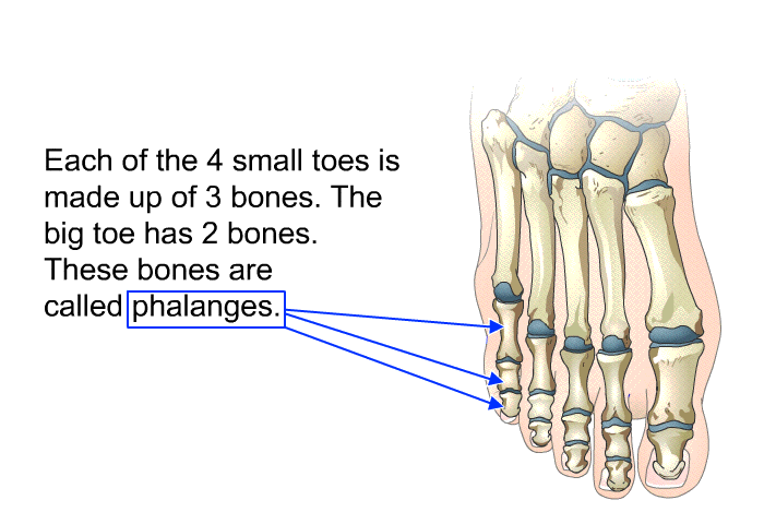 Each of the 4 small toes is made up of 3 bones. The big toe has 2 bones. These bones are called phalanges.
