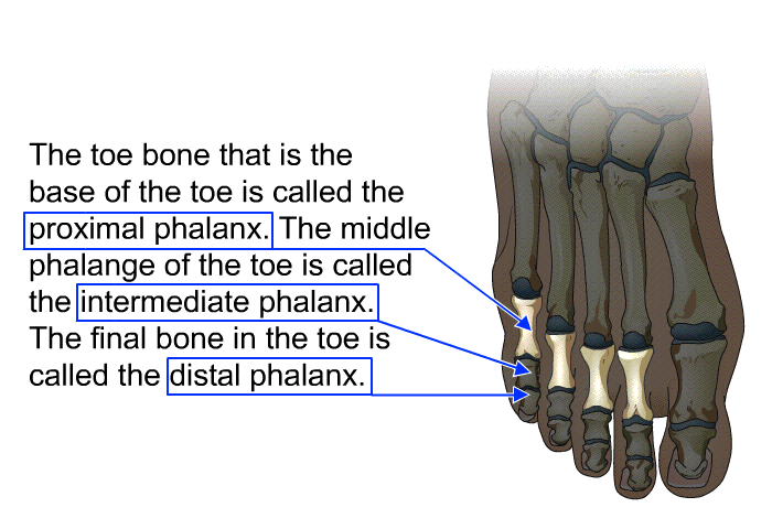 The toe bone that is the base of the toe is called the proximal phalanx. The middle phalange of the toe is called the intermediate phalanx. The final bone in the toe is called the distal phalanx.
