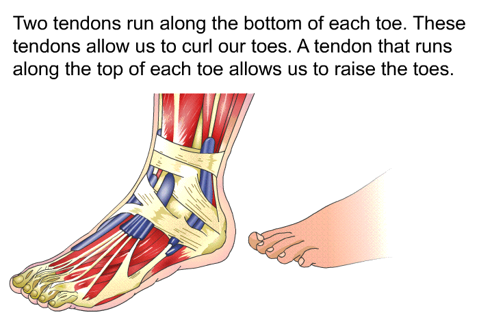 Two tendons run along the bottom of each toe. These tendons allow us to curl our toes. A tendon that runs along the top of each toe allows us to raise the toes.
