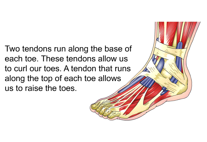 Two tendons run along the base of each toe. These tendons allow us to curl our toes. A tendon that runs along the top of each toe allows us to raise the toes.