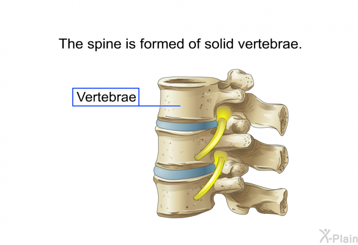 The spine is formed of solid vertebrae.