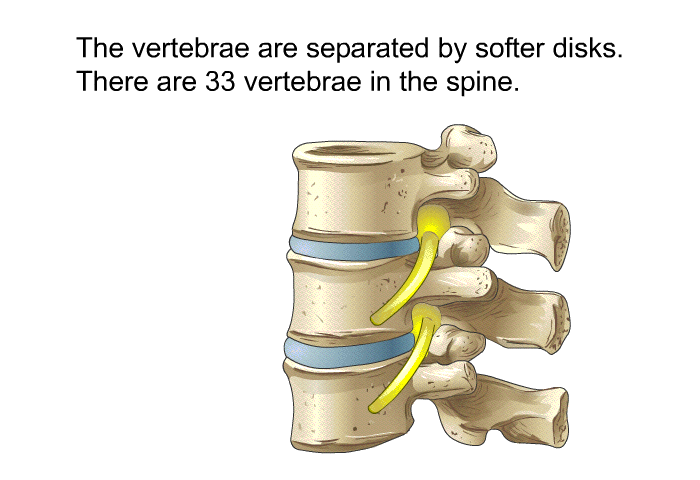 The vertebrae are separated by softer disks. There are 33 vertebrae in the spine.