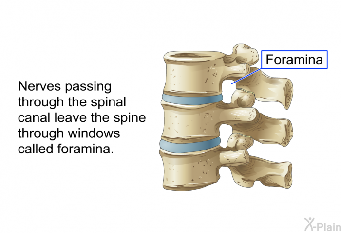 Nerves passing through the spinal canal leave the spine through windows called foramina.