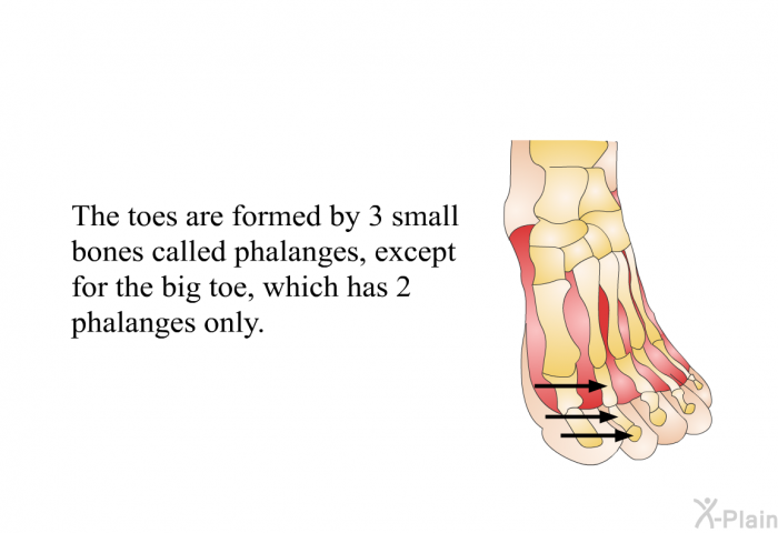 The toes are formed by 3 small bones called phalanges, except for the big toe, which has 2 phalanges only.