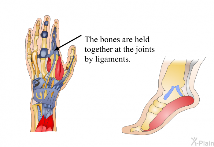 The bones are held together at the joints by ligaments.