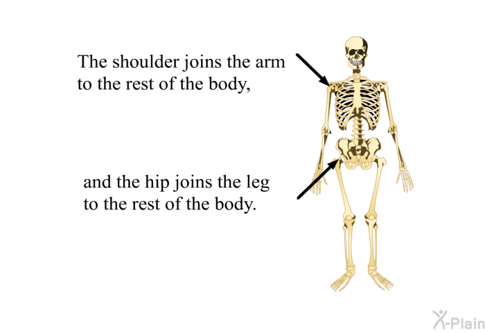 The shoulder joins the arm to the rest of the body, and the hip joins the leg to the rest of the body.