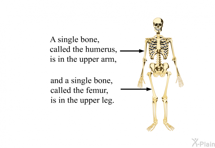 A single bone, called the humerus, is in the upper arm, and a single bone, called the femur, is in the upper leg.