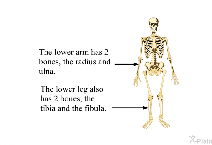 The lower arm has 2 bones, the radius and ulna. The lower leg also has 2 bones, the tibia and the fibula.