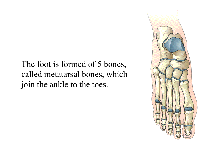 The foot is formed of 5 bones, called metatarsal bones, which join the ankle to the toes.