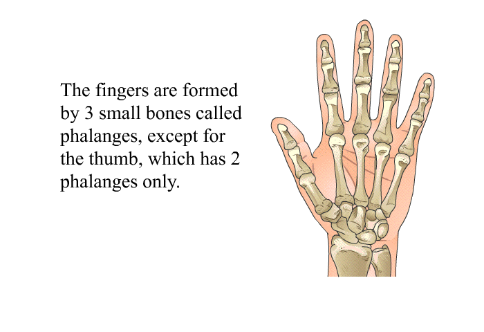 The fingers are formed by 3 small bones called phalanges, except for the thumb, which has 2 phalanges only.
