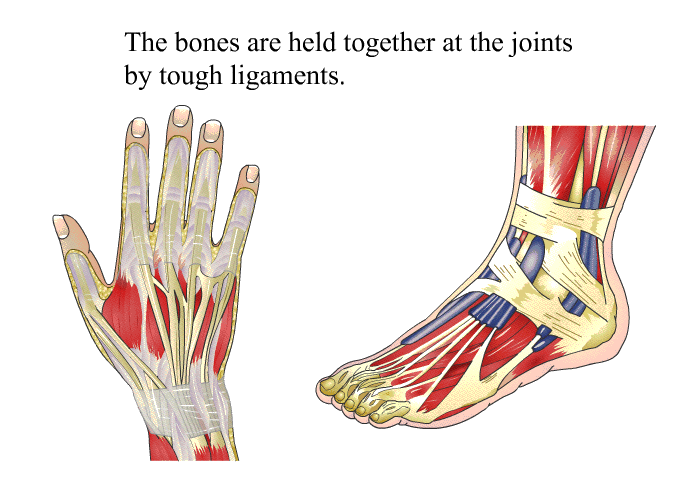 The bones are held together at the joints by tough ligaments.