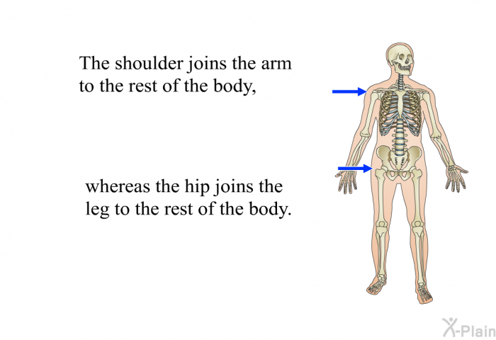 The shoulder joins the arm to the rest of the body, whereas the hip joins the leg to the rest of the body.