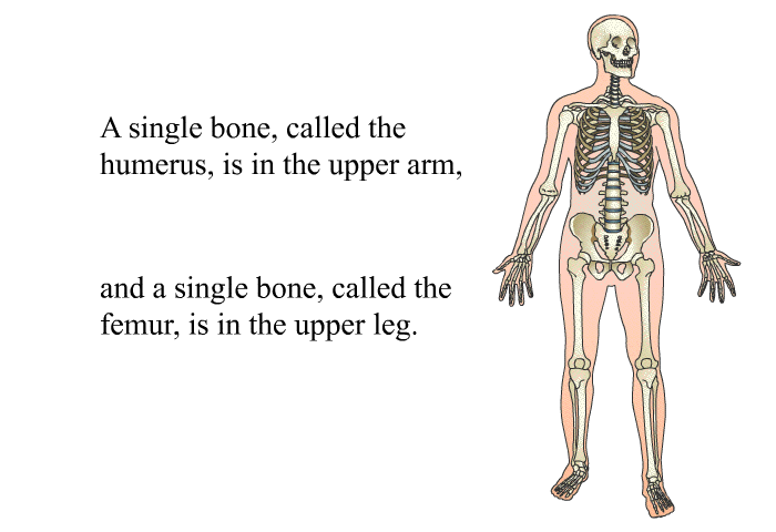 A single bone, called the humerus, is in the upper arm, and a single bone, called the femur, is in the upper leg.