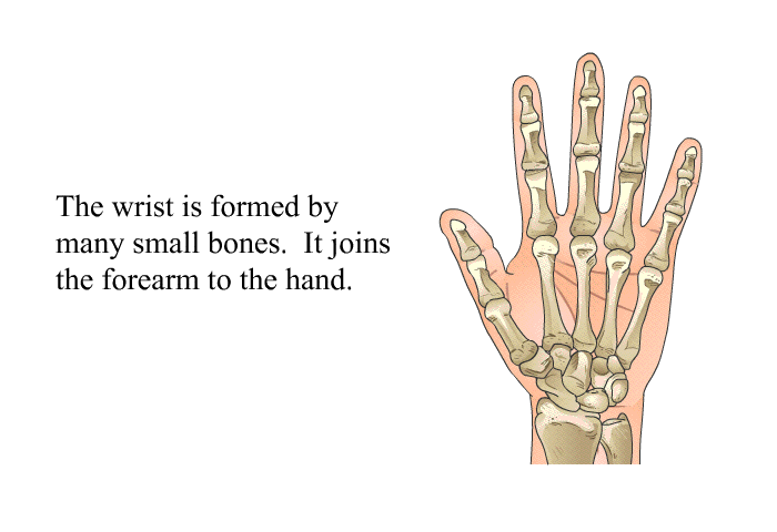 The wrist is formed by many small bones. It joins the forearm to the hand.