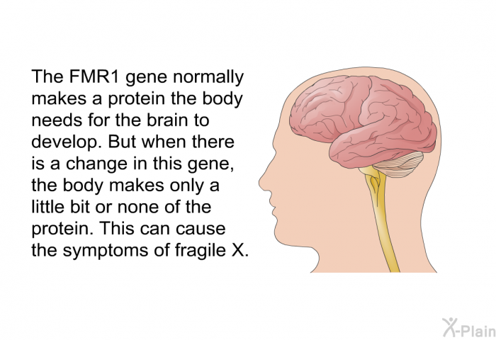 The FMR1 gene normally makes a protein the body needs for the brain to develop. But when there is a change in this gene, the body makes only a little bit or none of the protein. This can cause the symptoms of fragile X.